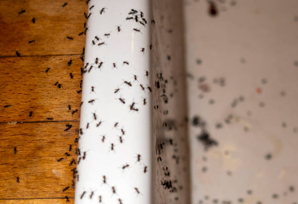 Best Emergency Pest Control  in Conway, SC