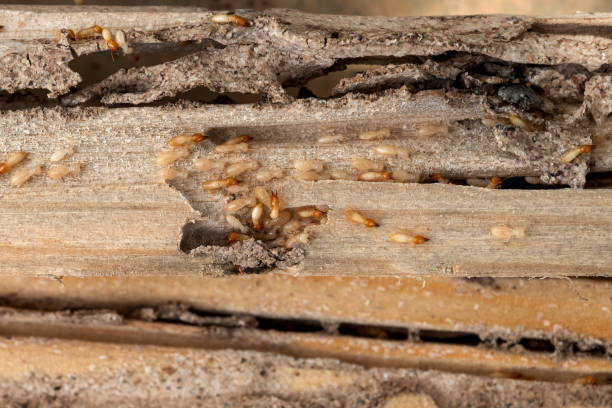 Best Mosquito Control Services  in Conway, SC